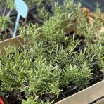 Rakytník rešetliakový (Hippophae rhamnoides) ´POLLMIX´ - výška 40-50 cm, kont. P9/C3L - SAMEC